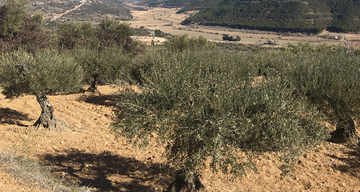 Abiertas las inscripciones para emprender en la recuperación del olivar de Horche