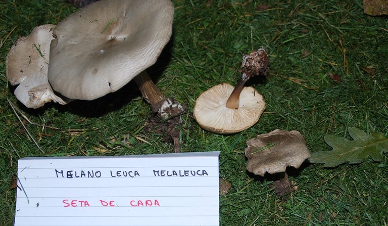 Micologia2reto.jpg
