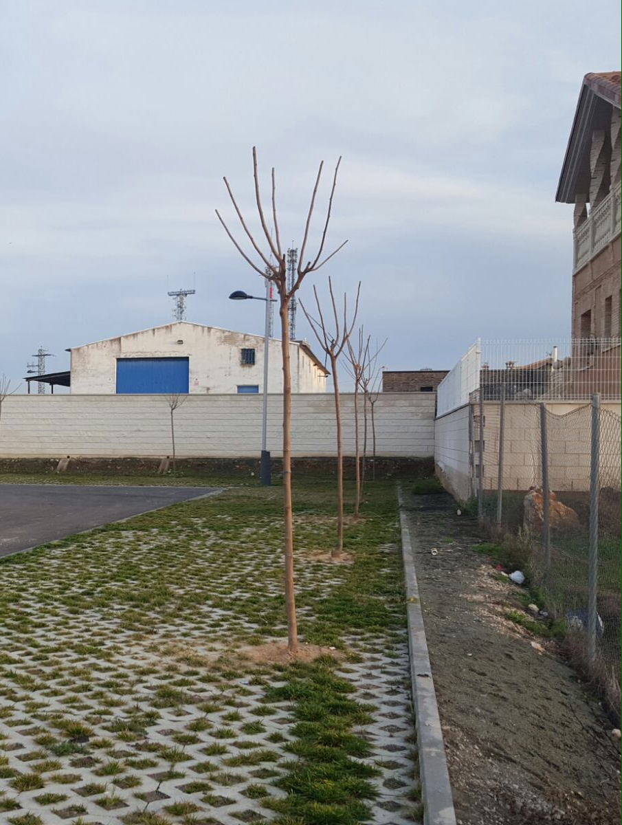 arboles1.JPG