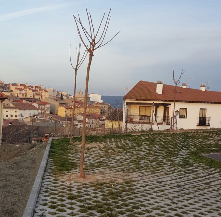 arboles3.JPG