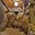 phoca_thumb_m_201203100615.jpg