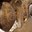 phoca_thumb_m_201203100627.jpg