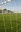 27.negro.polideportivo municipal san roque - campo de futbol.2.jpg